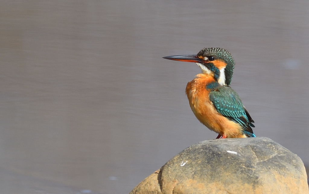 ムネを張るカワセミさん