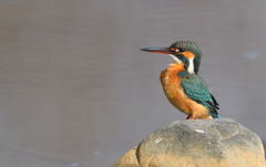 ムネを張るカワセミさん