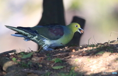 アオバトさん