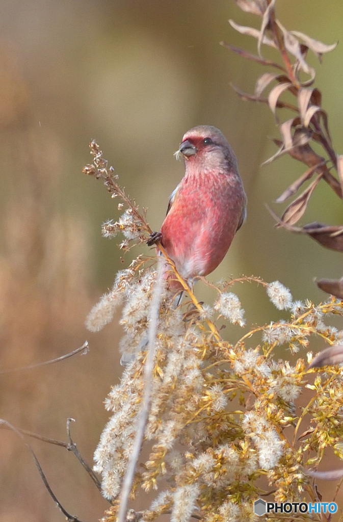 セイタカアワダチソウをいただく