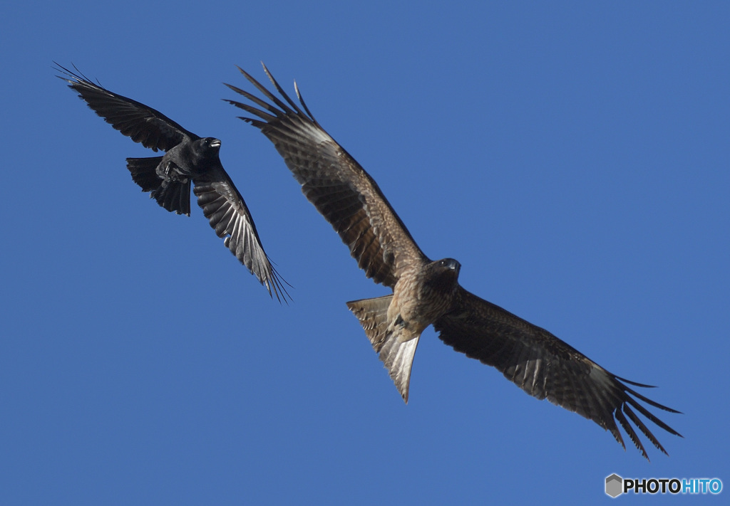 異種ランデヴー