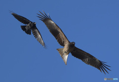 異種ランデヴー