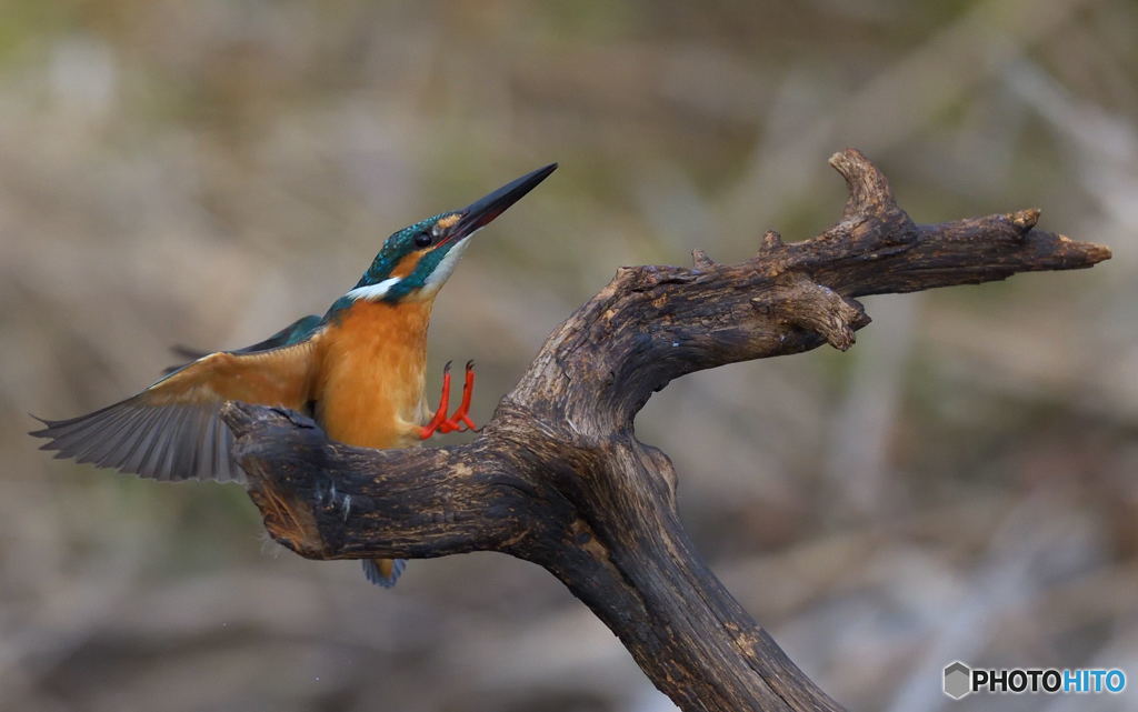 手ぶらでタッチダウン