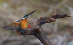 手ぶらでタッチダウン