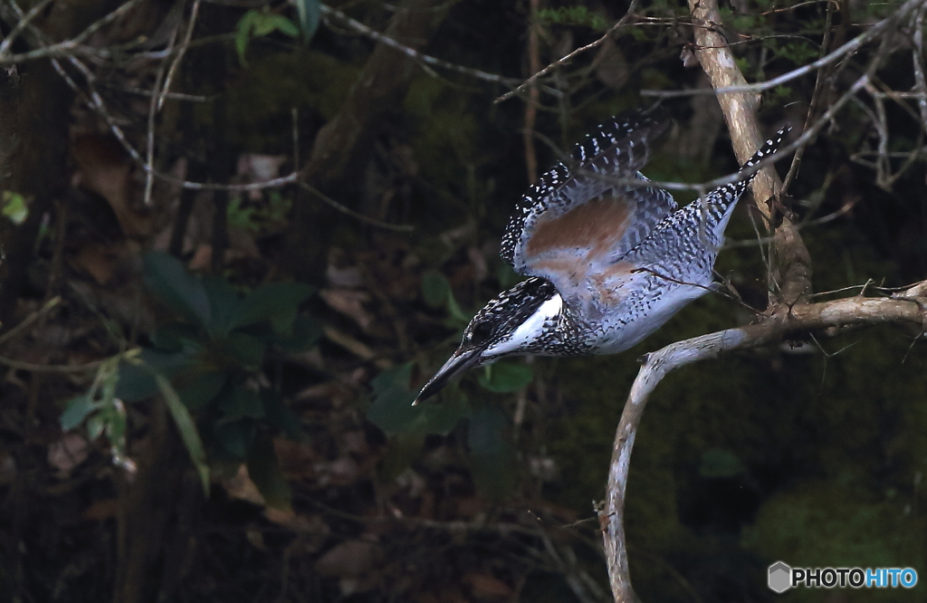 飛び出すメスさん