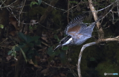 飛び出すメスさん