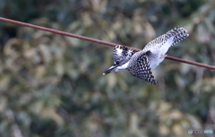 ワイヤーからの飛び出し