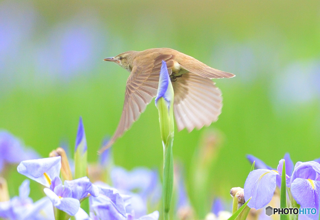 花菖蒲にオオヨシキリ㉒
