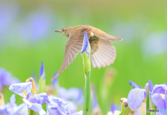 花菖蒲にオオヨシキリ㉒