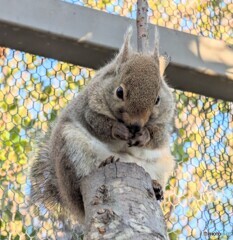 本日のリスどん