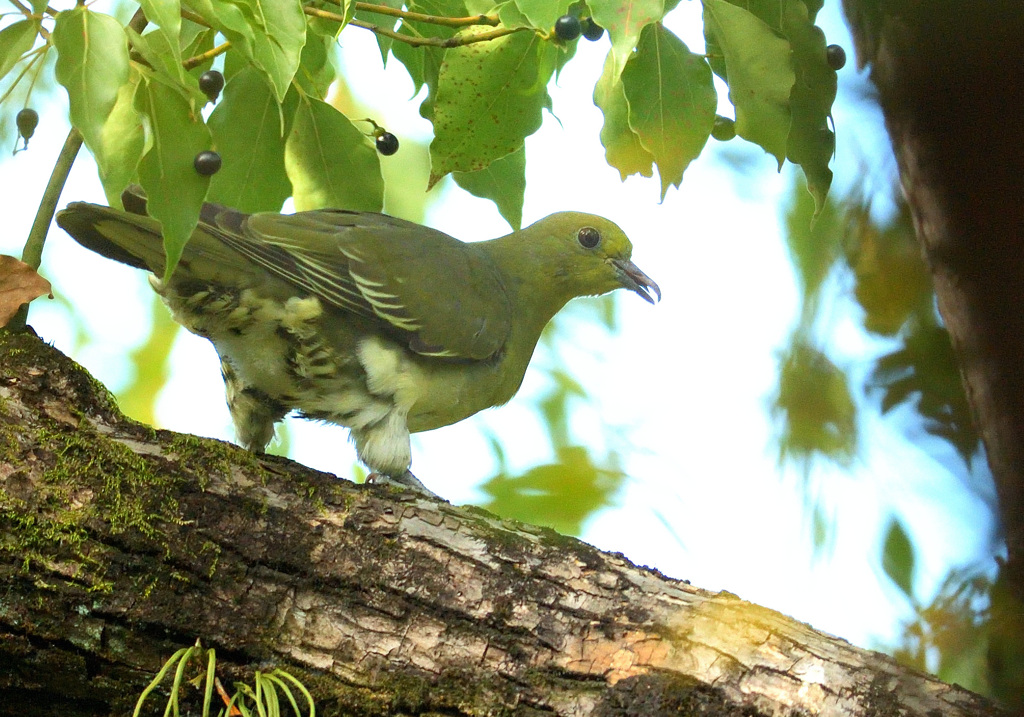 アオバトさん2021②