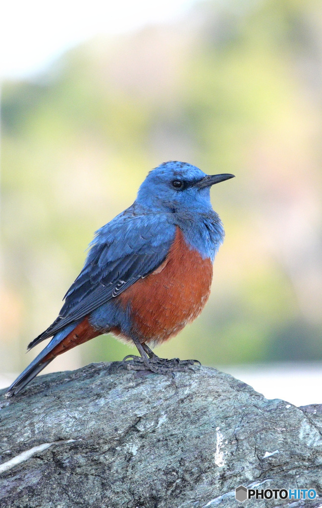 イソヒヨドリのポートレート