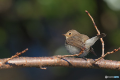 ニシオジロビタキ2020⑦