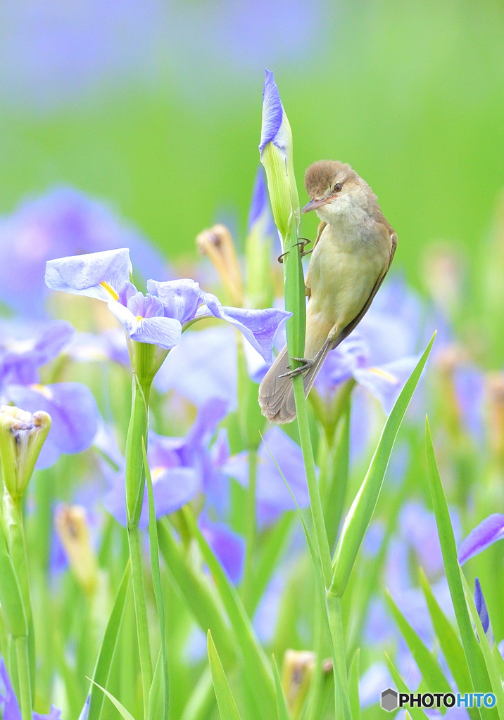 花菖蒲にオオヨシキリ㉜
