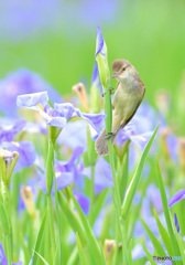 花菖蒲にオオヨシキリ㉜