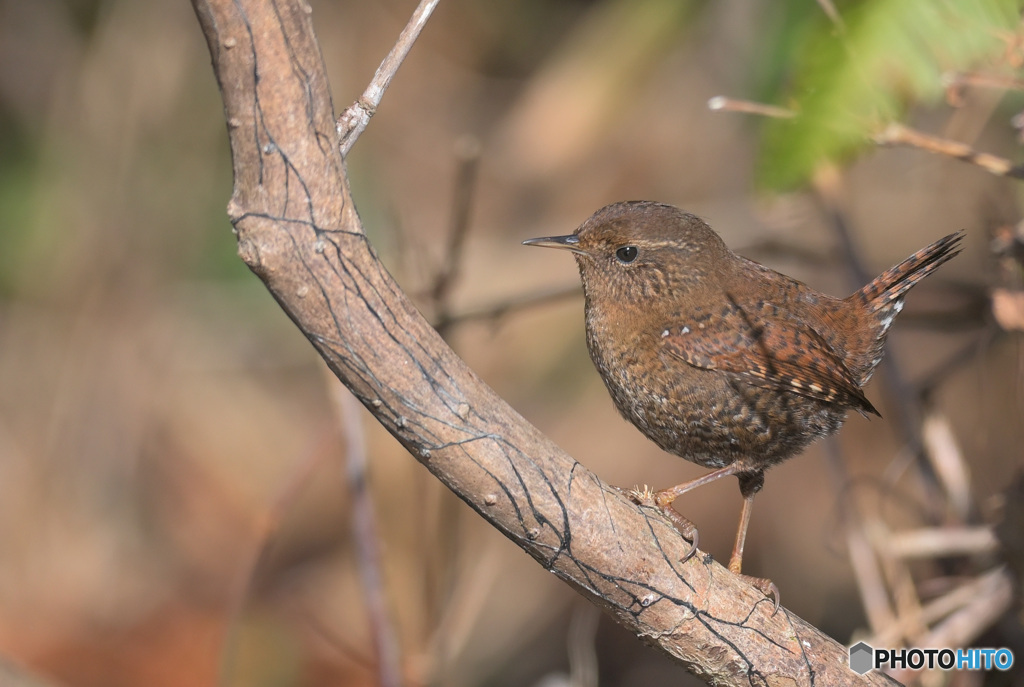 モデル立ちのミソサザイ