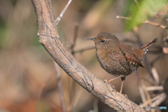 モデル立ちのミソサザイ
