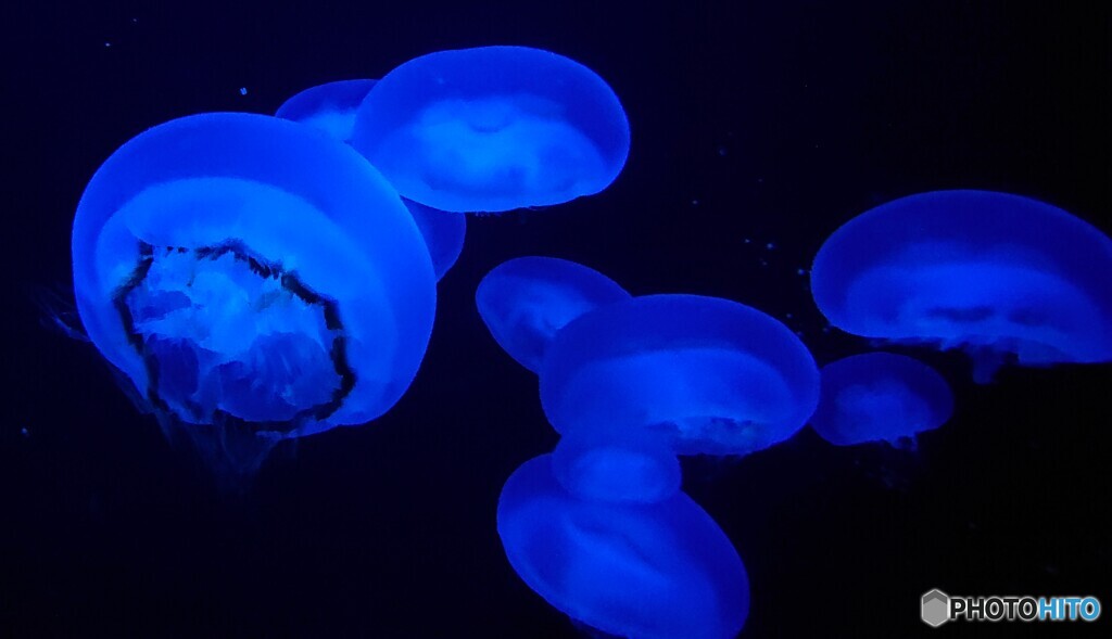 クラゲたち