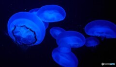 クラゲたち