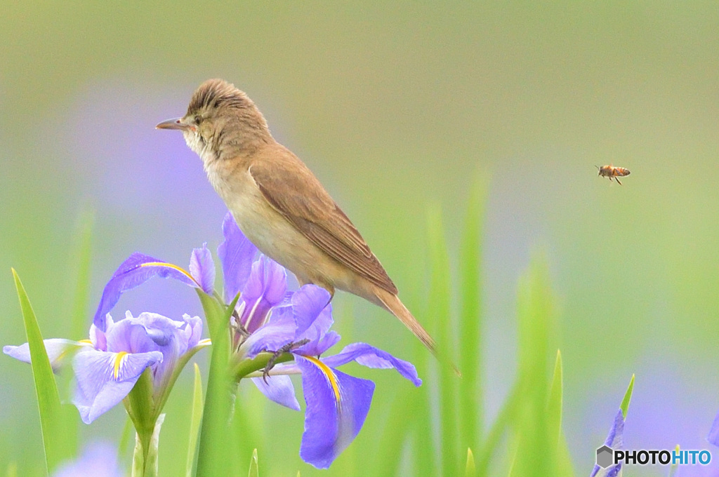 オオヨシキリさん、後ろ、後ろ！