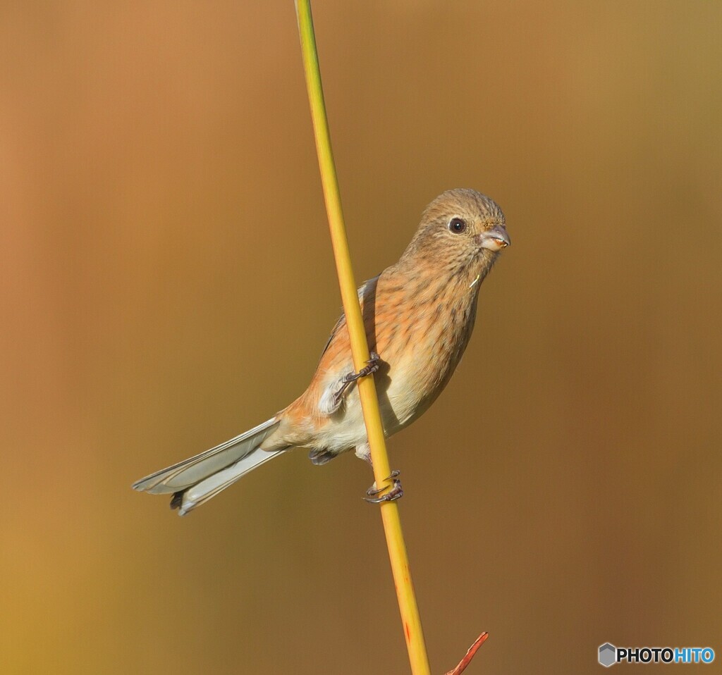 秋色ベニマシコさん④