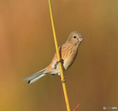 秋色ベニマシコさん④