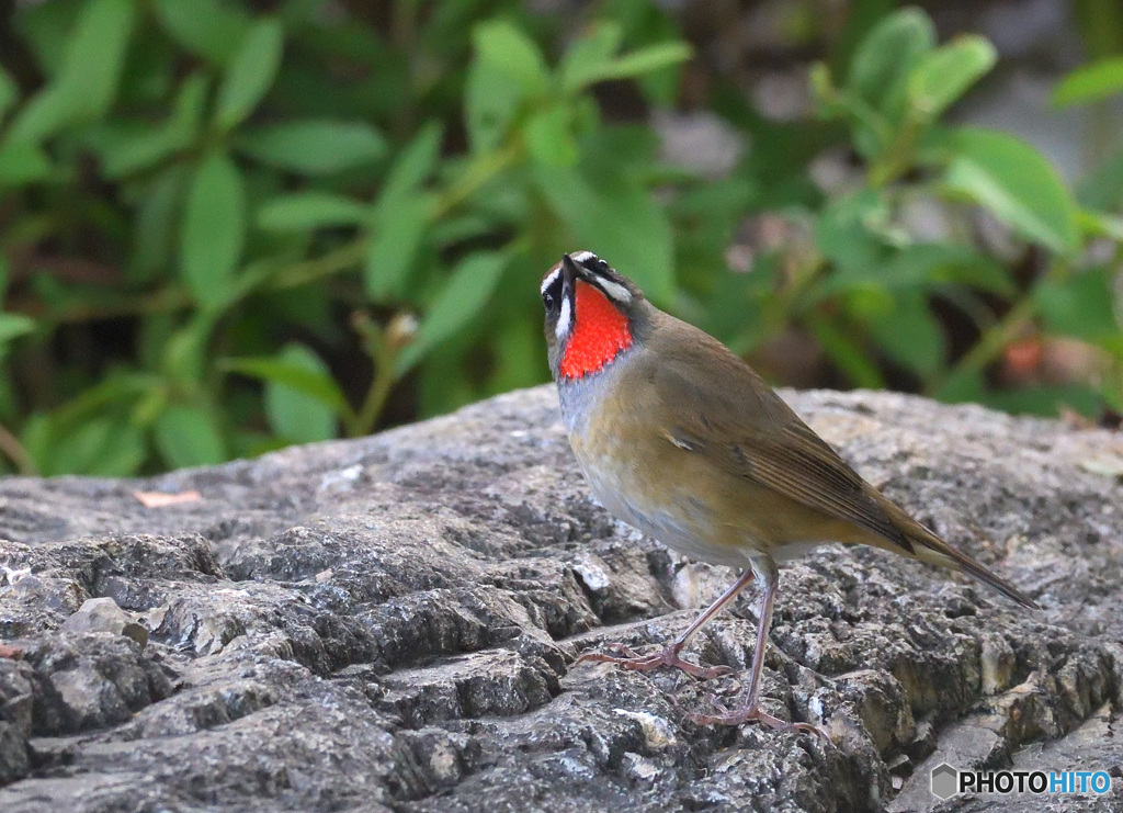 上が気になるノゴマくん