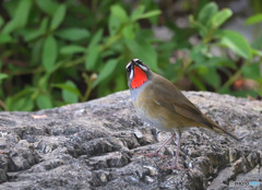 上が気になるノゴマくん