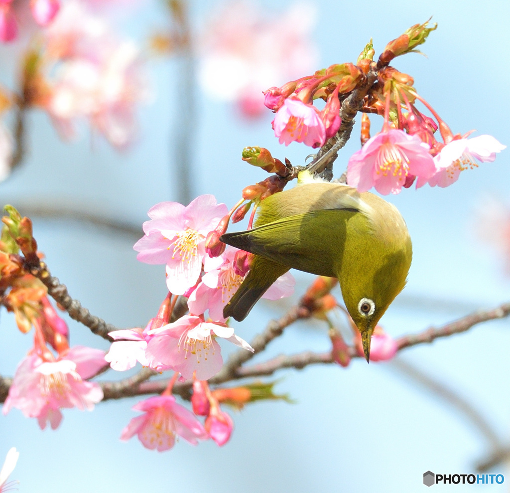 河津桜にメジロⅣ