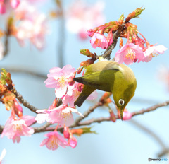 河津桜にメジロⅣ