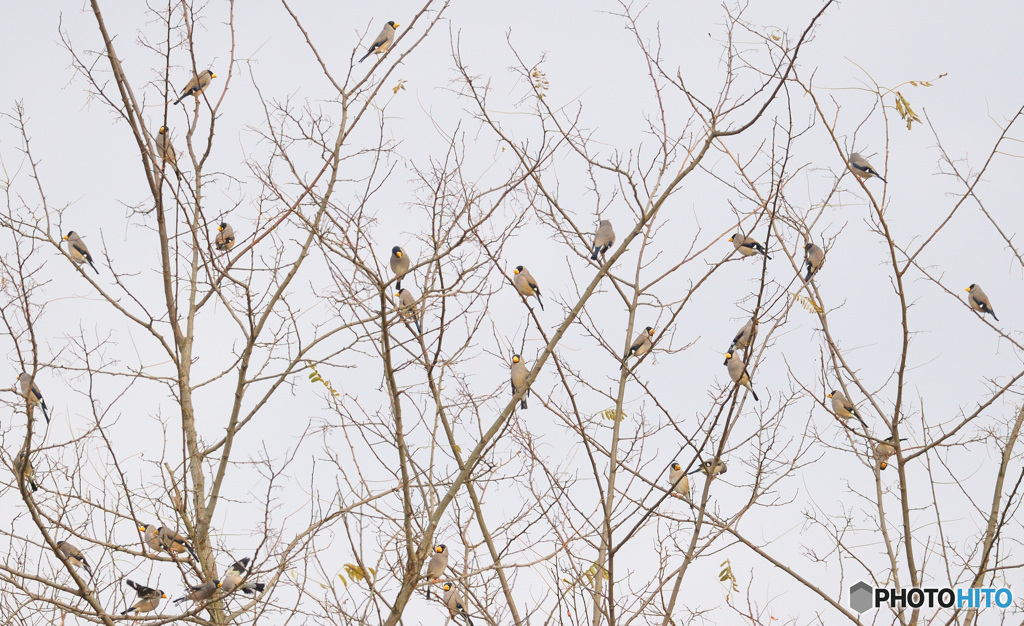 イカル御一行様