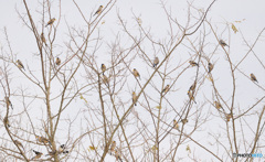 イカル御一行様