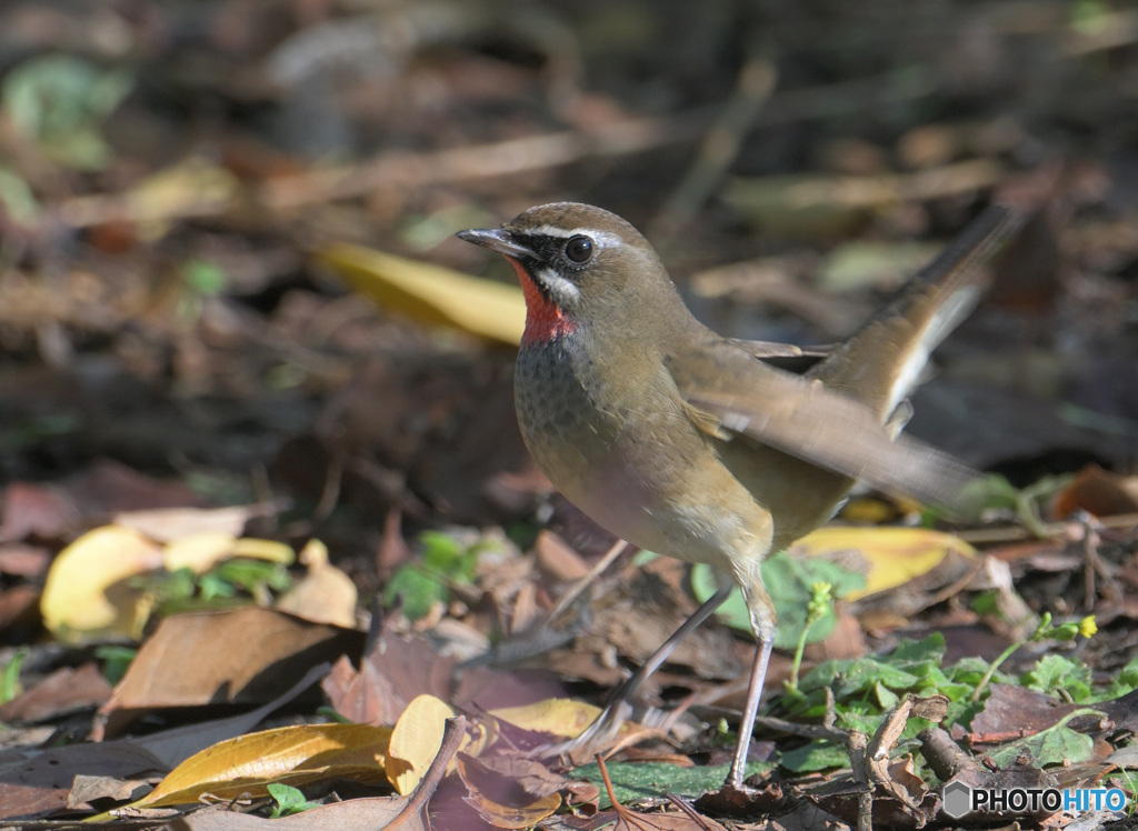 元気なノゴマ君②