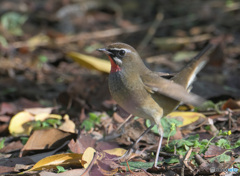 元気なノゴマ君② 元気なノゴマ君②