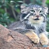 マヌルネコのポートレート