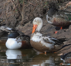 白いハシビロガモ②