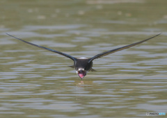 ハリオアマツバメ⑥
