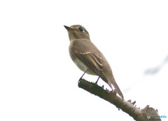 本日のコサメビタキさん