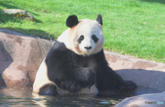 パンダ温泉Ⅱ
