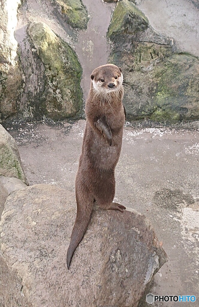 見返りカワウソ