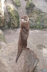 見返りカワウソ