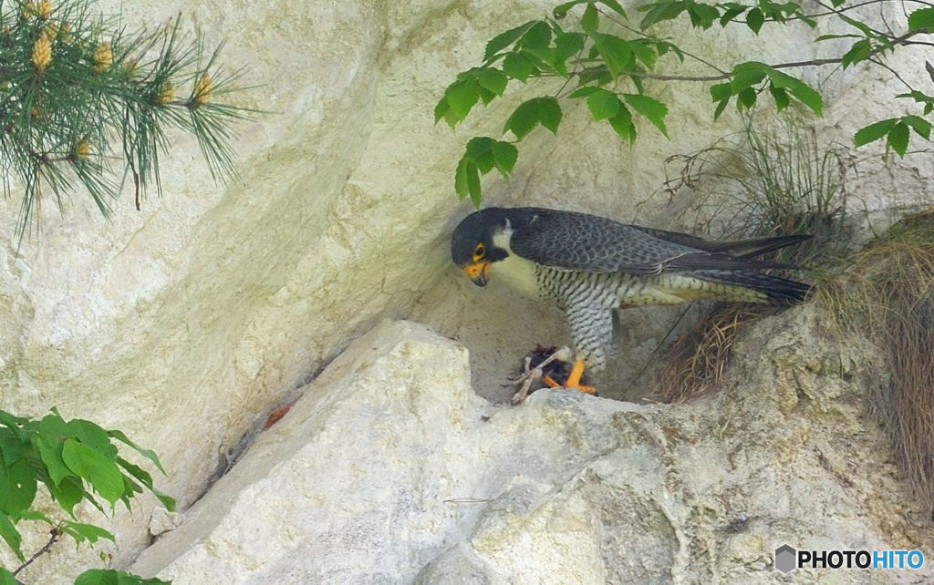 ハヤブサのお食事