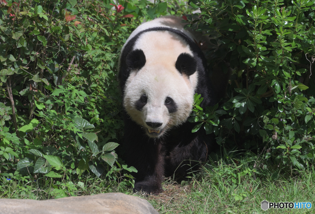 上野のパンダさん