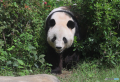 上野のパンダさん