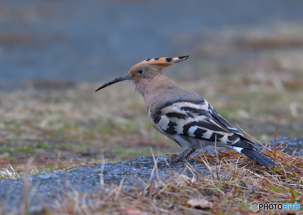 水も滴るヤツガシラ