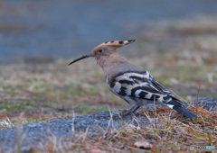 水も滴るヤツガシラ