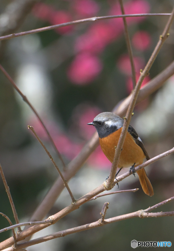 満開の紅梅にジョウビタキ②