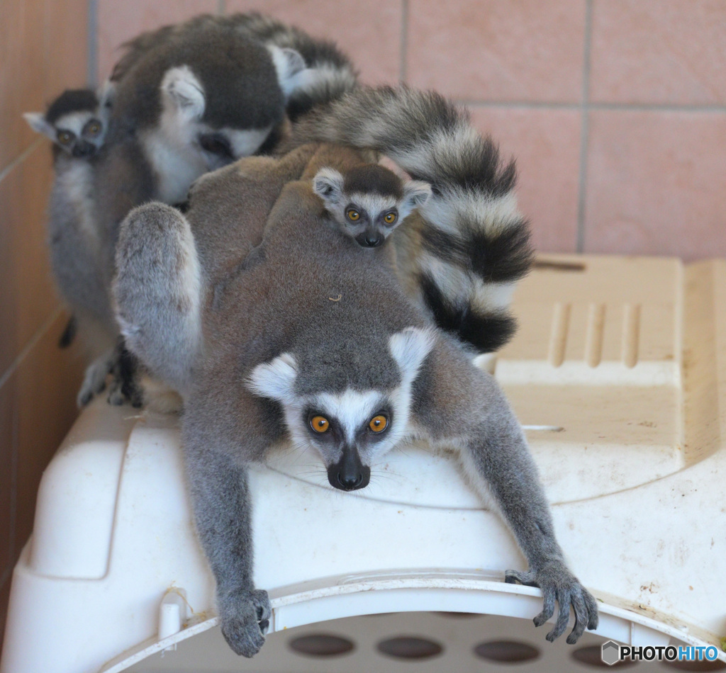 ワオキツネザルの親子②