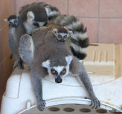 ワオキツネザルの親子②