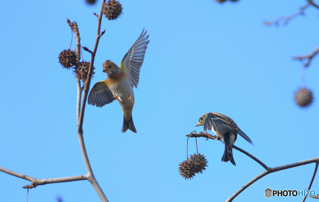 福岡のアトリさん②